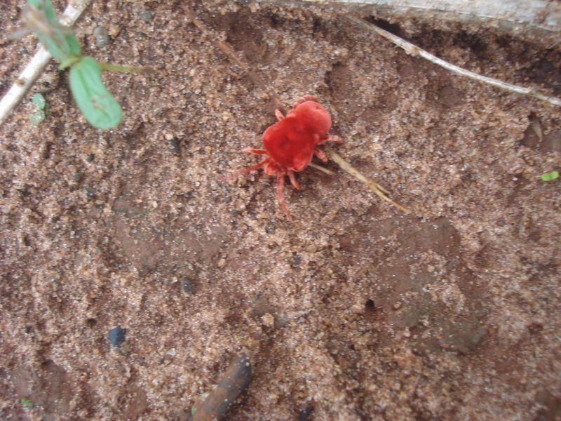 Chigger Extermination in Katy, TX