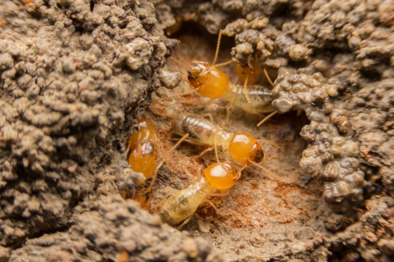 Commercial Termite Prevention in Katy, TX