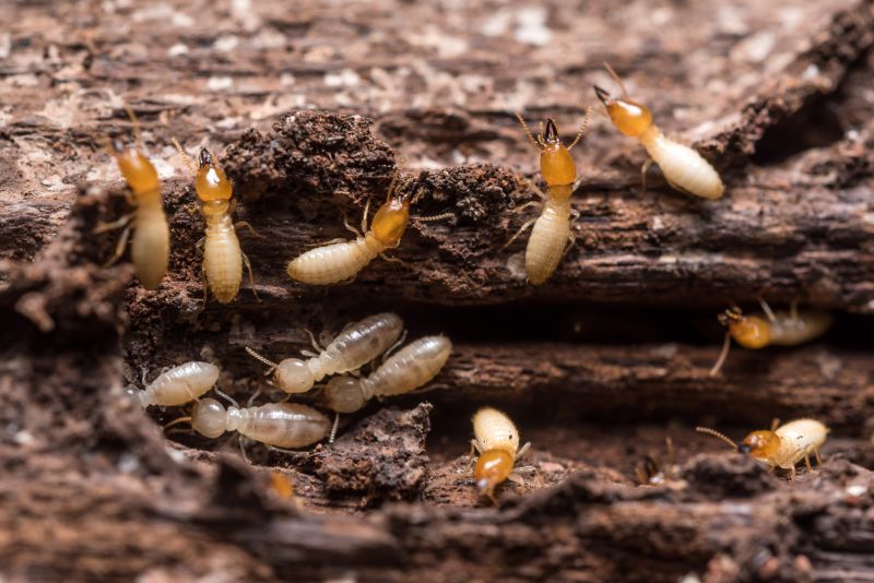 Commercial Termite Prevention in Katy, TX