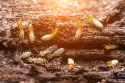 Commercial Termite Removal in Frisco, TX