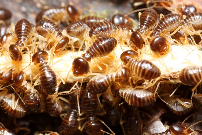 Commercial Termite Treatment in Frisco, TX
