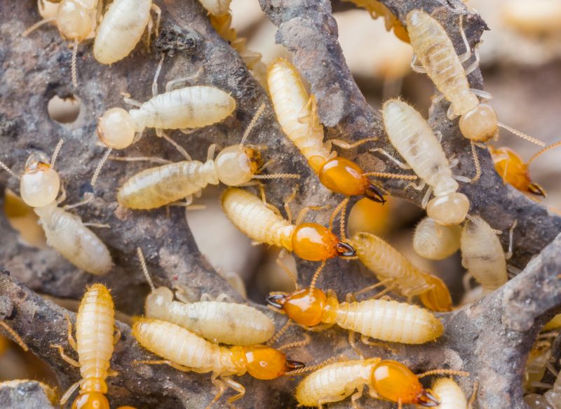 Commercial Termite Treatment in Katy, TX
