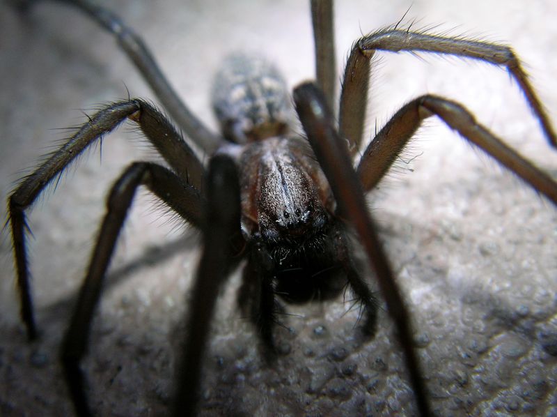 Common Spiders Extermination in Fort Worth, TX