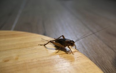 Cricket Control Service in New Braunfels, TX
