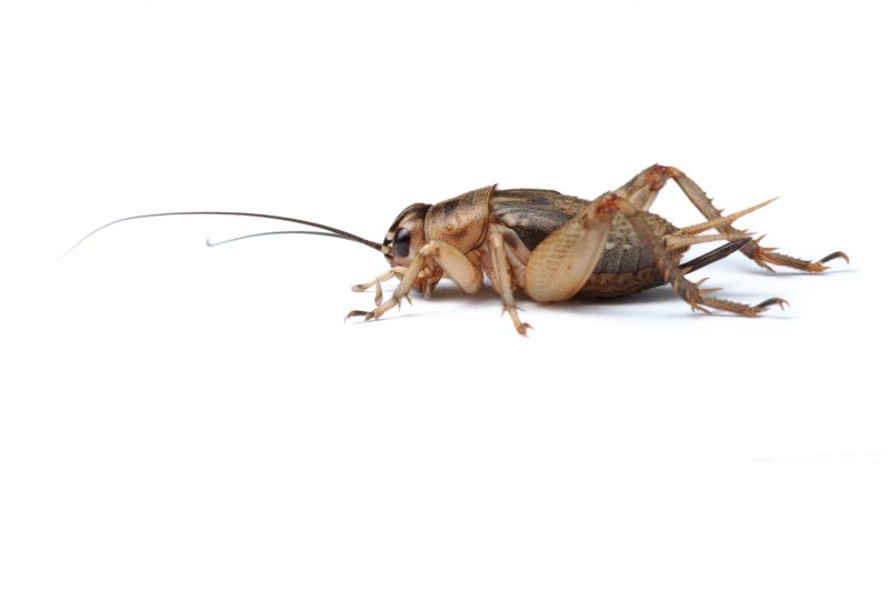 Cricket Control Service in Fort Worth, TX