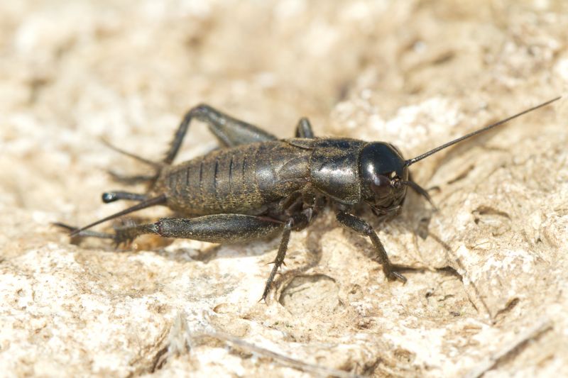 Cricket Control Service in Rockwall, TX