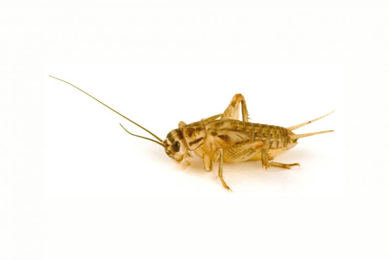 Cricket Control Service in Frisco, TX