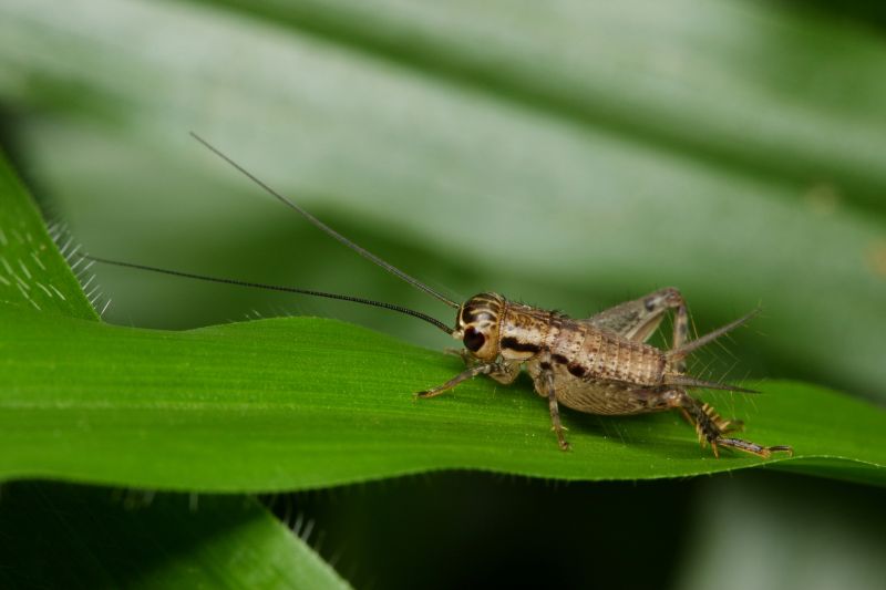 Cricket Control Service in Katy, TX