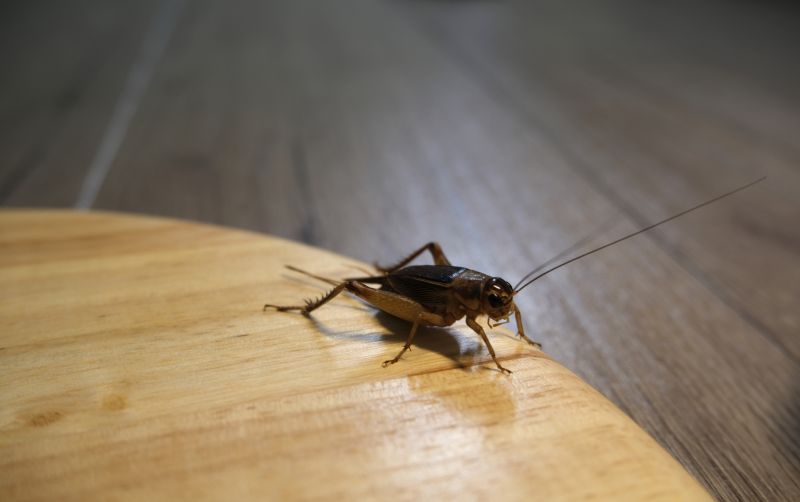 Cricket Control Service in Mckinney, TX