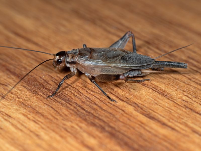 Cricket Control Service in Denton, TX