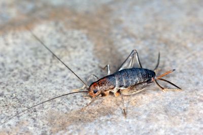 Cricket Prevention in New Braunfels, TX