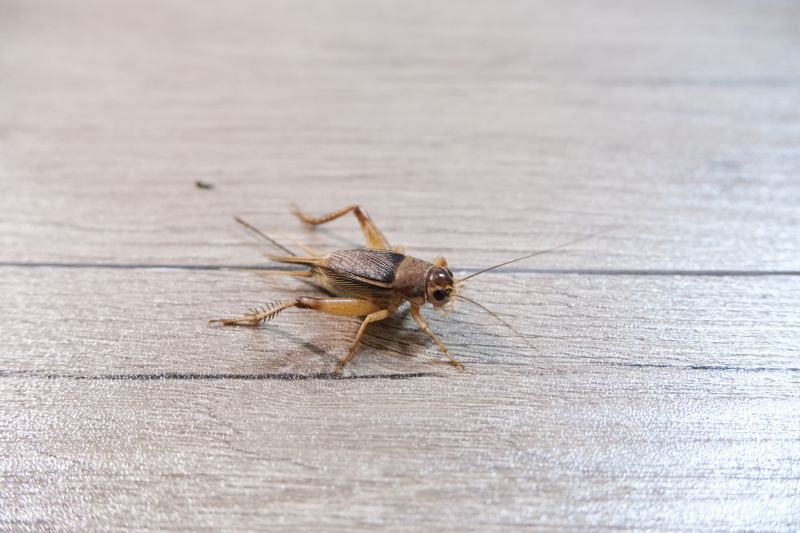 Cricket Prevention in Mckinney, TX