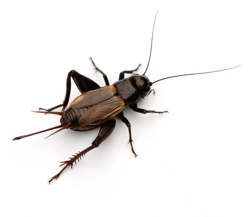 Cricket Prevention in Denton, TX