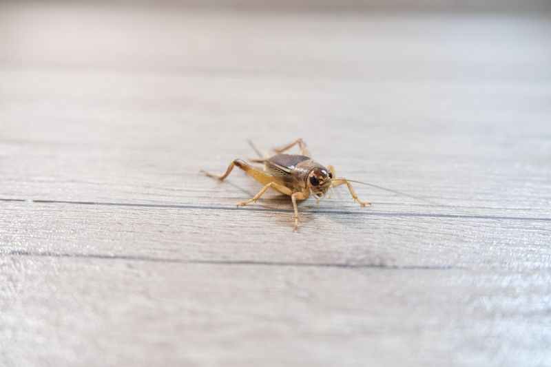 Cricket Removal Service in Katy, TX