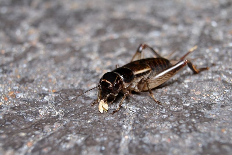 Cricket Removal Service in Denton, TX