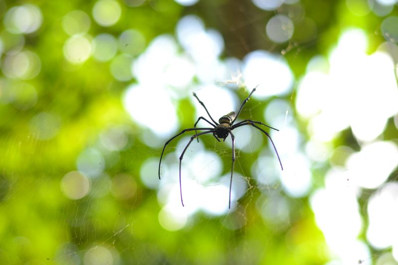 Cross Spider Extermination in Frisco, TX