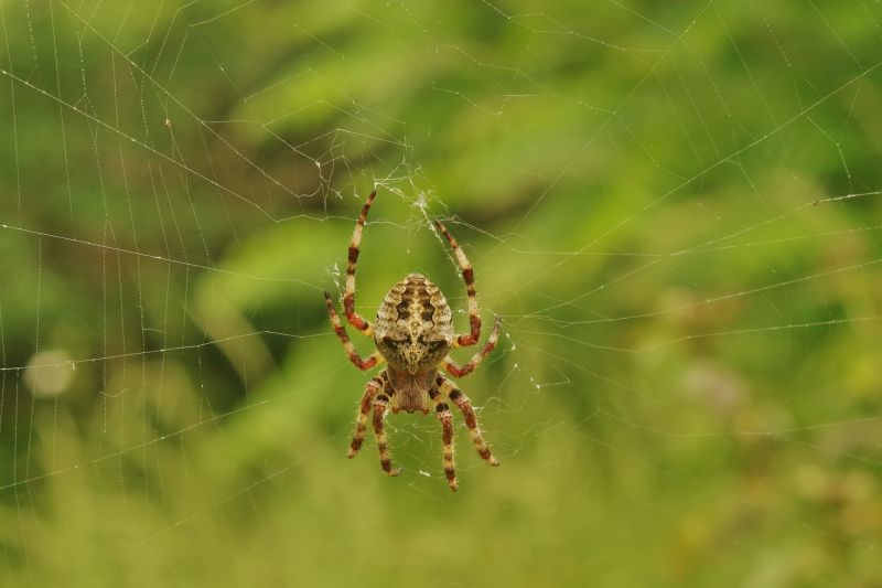 Cross Spider Extermination in Katy, TX