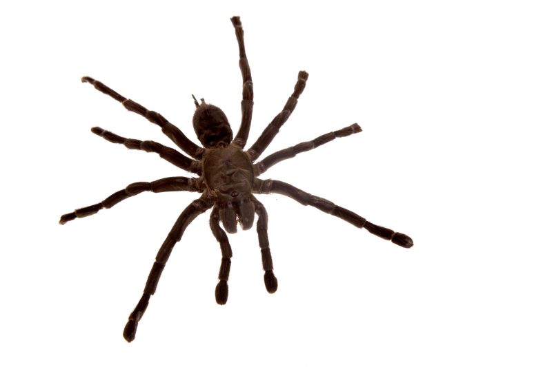 Cross Spider Extermination in Katy, TX