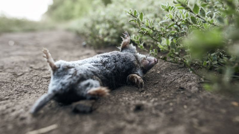 Don’t Let Mole Tunnels Ruin Lawns