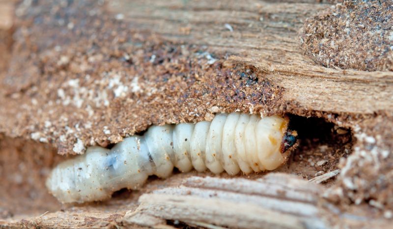 Earwig Extermination in Frisco, TX