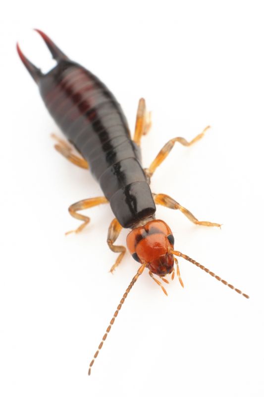 Earwig Extermination in Katy, TX
