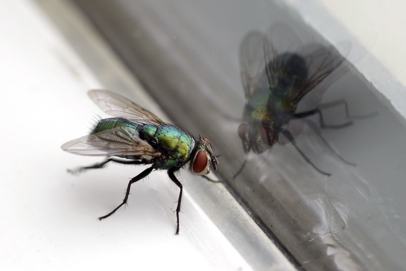 Fly Control Service in New Braunfels, TX