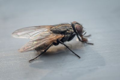 Fly Control Service in New Braunfels, TX