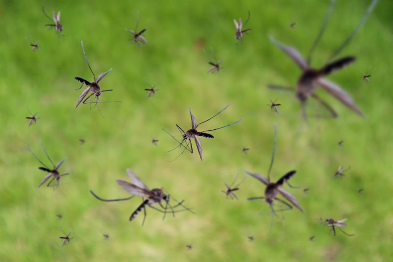 Fly Control Service in Frisco, TX