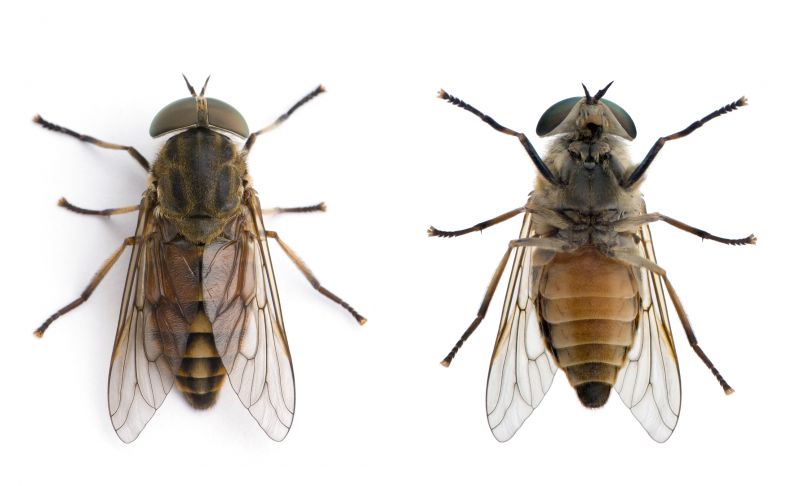 Fly Extermination in Rockwall, TX