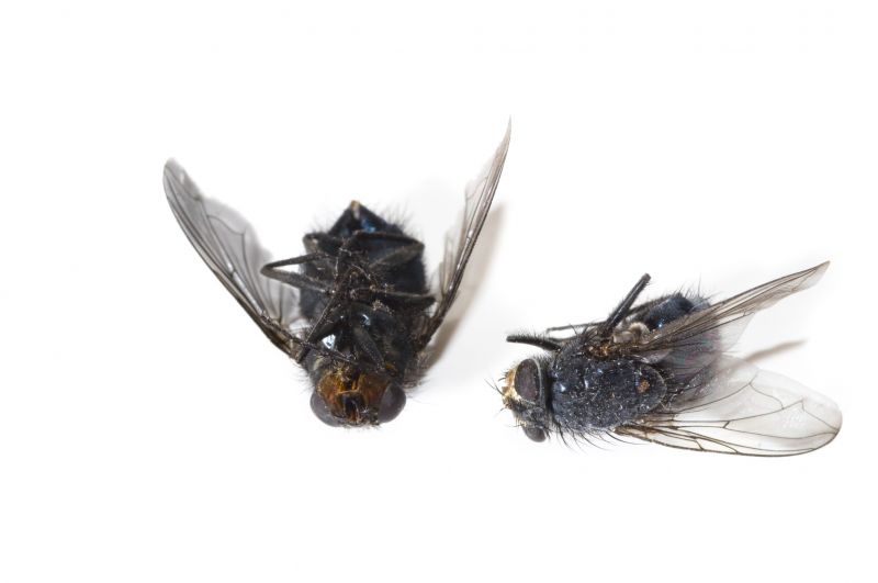 Fly Extermination in Katy, TX