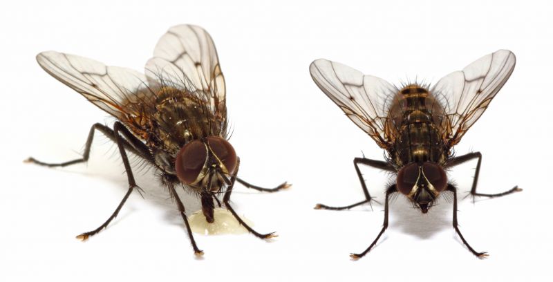 Fly Extermination in Denton, TX