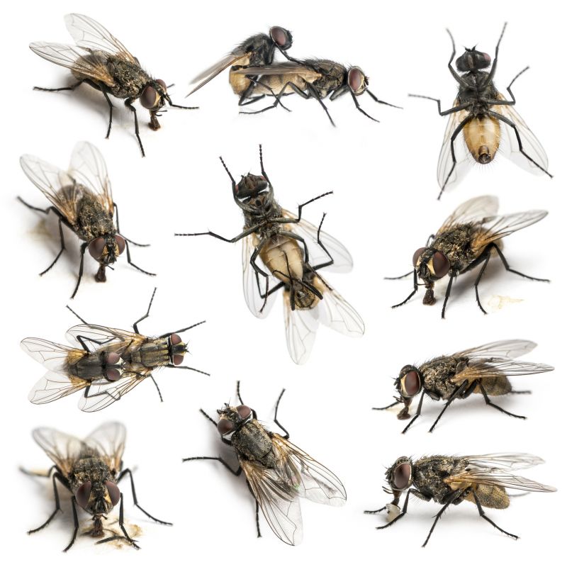 Fly Infestation Extermination in New Braunfels, TX