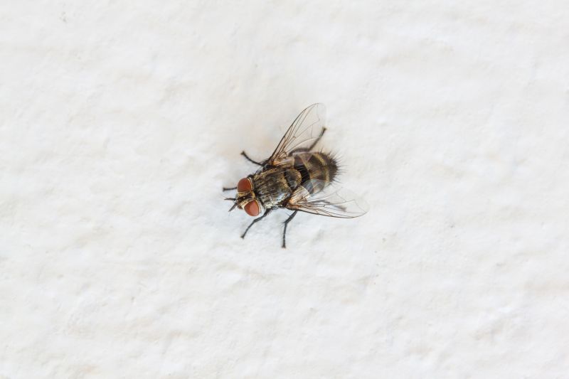Fly Infestation Extermination in Katy, TX