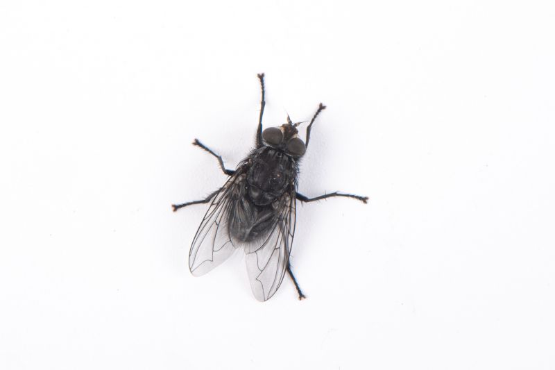 Fly Pest Control in Katy, TX