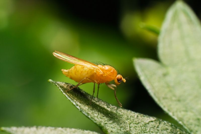 Fruit Fly Extermination in Frisco, TX