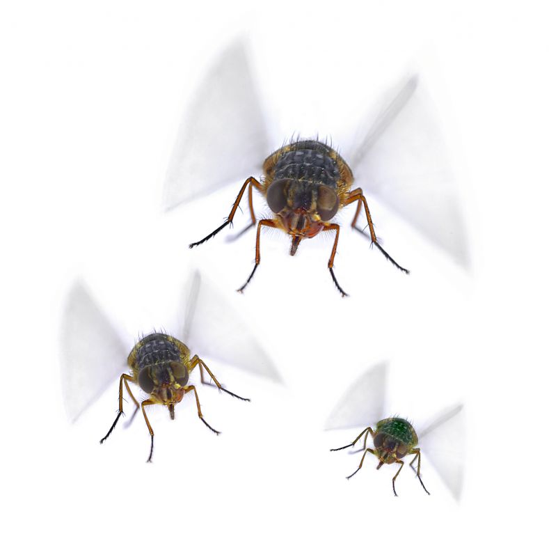 Fruit Fly Extermination in New Braunfels, TX