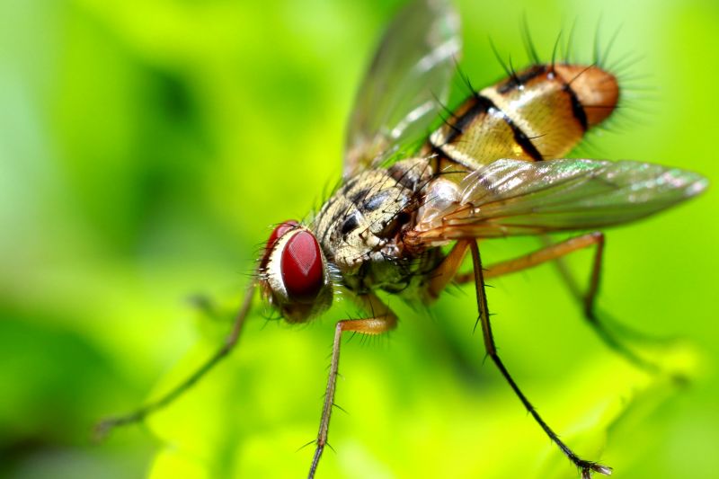 Fruit Fly Extermination in Denton, TX