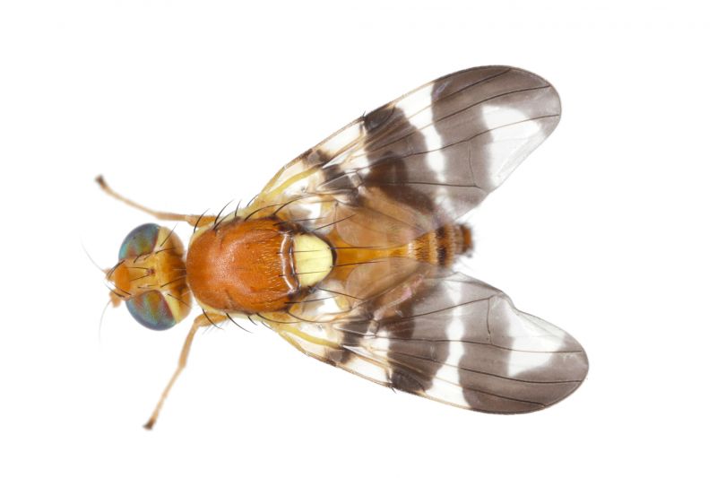 Fruit Fly Extermination in Denton, TX