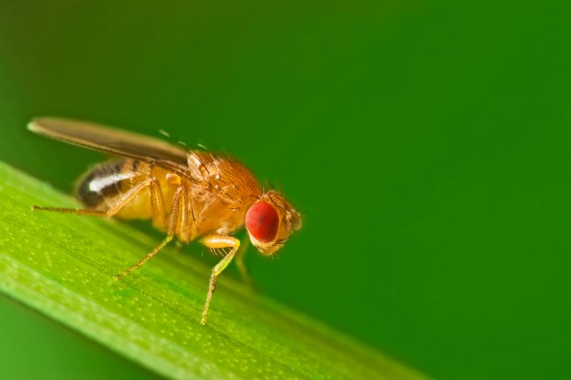 Fruit Fly Extermination in Katy, TX