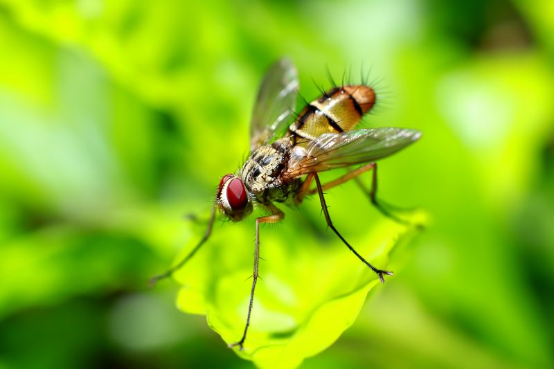 Fruit Fly Extermination in Arlington, TX
