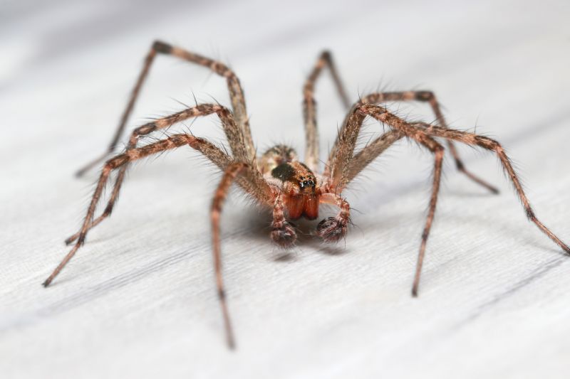Hobo Spider Extermination in Rockwall, TX