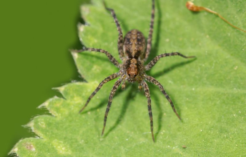 Hobo Spider Extermination in Katy, TX
