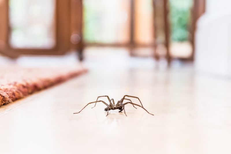 Hobo Spider Extermination in Katy, TX