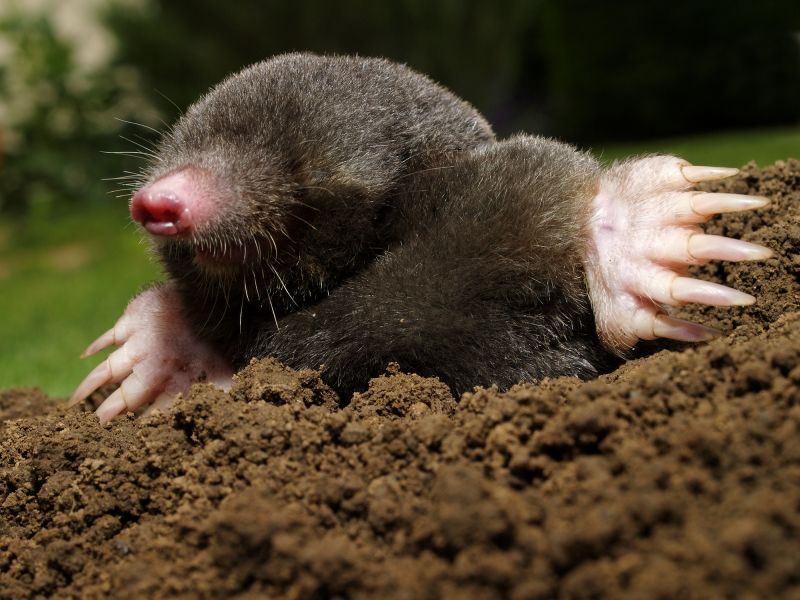 How Moles Destroy Lawns, Roots, And Irrigation Systems