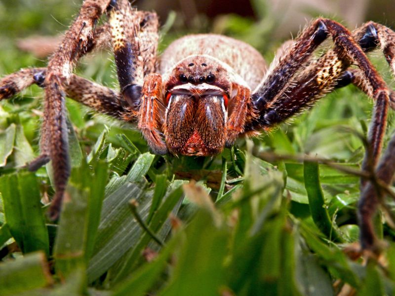 Huntsman Spider Extermination in Katy, TX