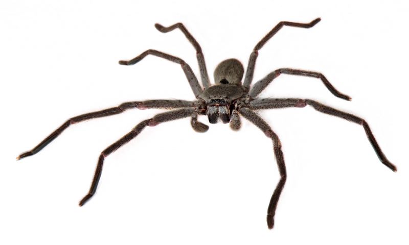 Huntsman Spider Extermination in Mckinney, TX