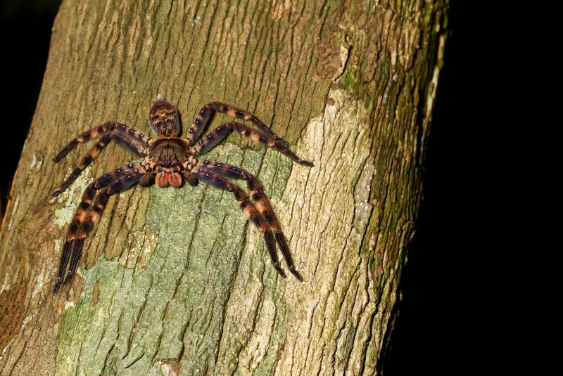 Huntsman Spider Extermination in New Braunfels, TX