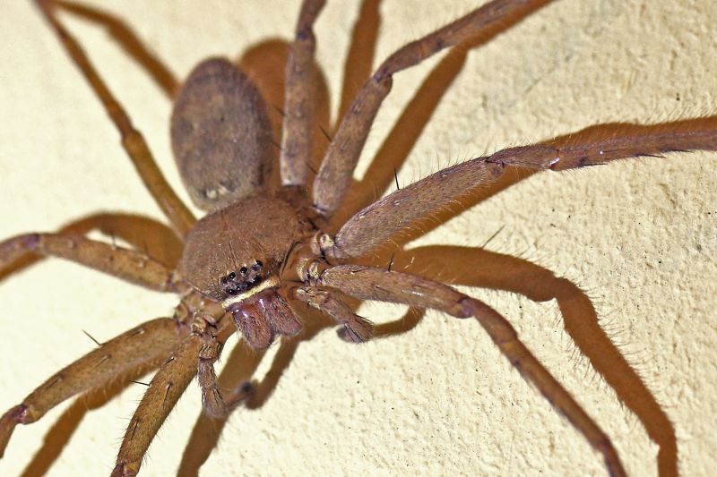 Huntsman Spider Extermination in Denton, TX