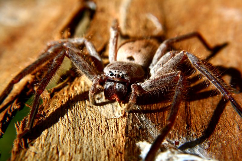 Huntsman Spider Extermination in Fort Worth, TX