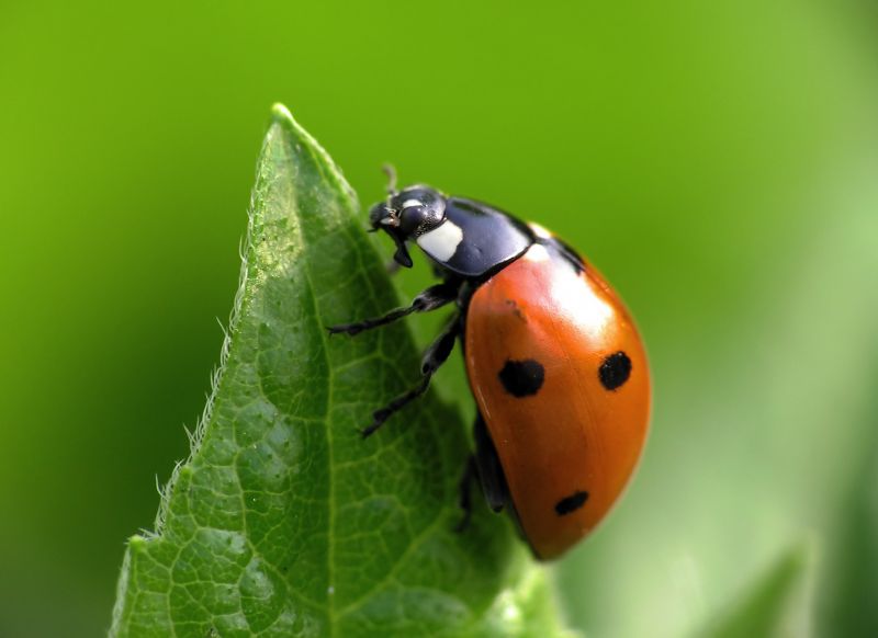 Ladybug Removal in Frisco, TX